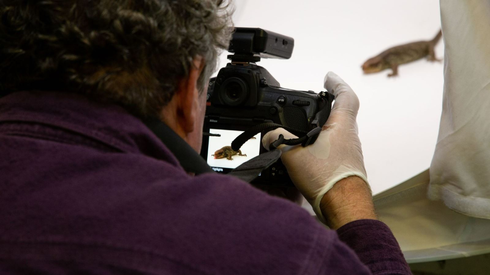 Joel-Sartore prepares for another stunning shot at Bristol Zoo Gardens